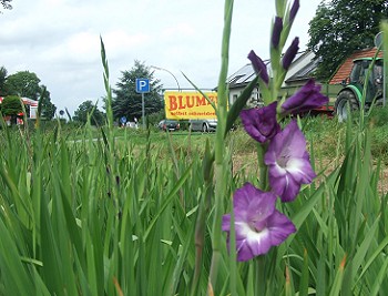 Gladiolen blühen. Foto: © E. Sprenker