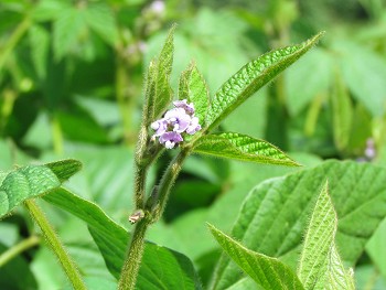 Sojabohne 2016. Foto: &copy; E. Sprenker