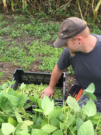 Edamame Ernte September 2017. Foto: © B. Sprenker