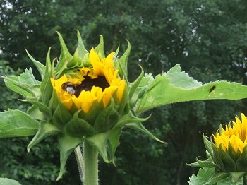 Erste Sonnenblume 2016. Foto: © E. Sprenker